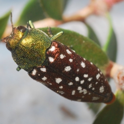 Diphucrania leucosticta (White-flecked acacia jewel beetle) at Berridale, NSW - 29 Dec 2019 by Harrisi