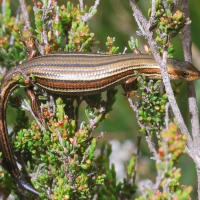 Pseudemoia rawlinsoni (Glossy Grass-skink) at Snowy Plain, NSW - 29 Dec 2019 by Harrisi