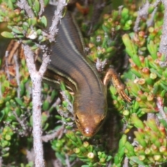 Pseudemoia rawlinsoni at Snowy Plain, NSW - 29 Dec 2019