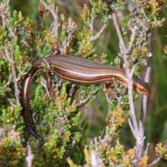 Pseudemoia rawlinsoni at Snowy Plain, NSW - 29 Dec 2019