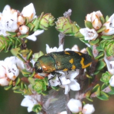 Castiarina dimidiata (A jewel beetle) at Snowy Plain, NSW - 29 Dec 2019 by Harrisi