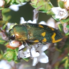 Castiarina dimidiata at Snowy Plain, NSW - 29 Dec 2019 09:12 PM