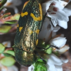 Castiarina dimidiata at Snowy Plain, NSW - 29 Dec 2019 09:12 PM