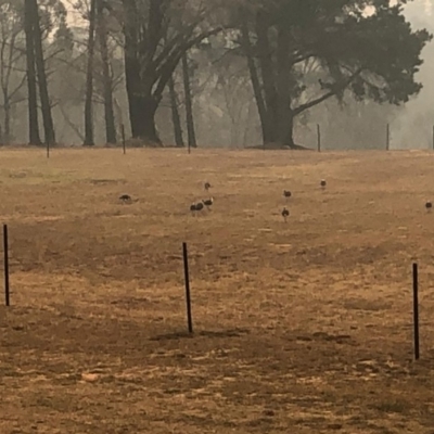 Threskiornis spinicollis (Straw-necked Ibis) at Alpine, NSW - 29 Dec 2019 by JanHartog