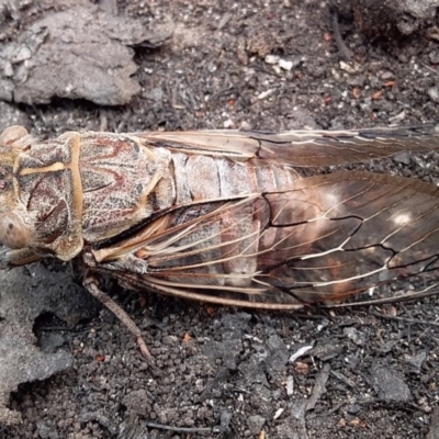 Henicopsaltria eydouxii (Razor Grinder) at Bawley Point, NSW - 29 Dec 2019 by GLemann