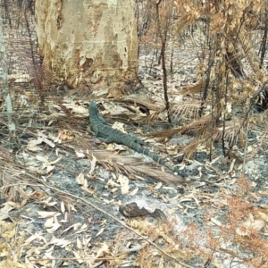 Varanus varius at Bawley Point, NSW - 29 Dec 2019