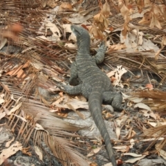 Varanus varius at Bawley Point, NSW - 29 Dec 2019