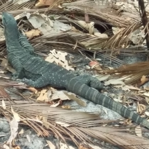 Varanus varius at Bawley Point, NSW - 29 Dec 2019