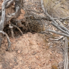 Tachyglossus aculeatus (Short-beaked Echidna) at Hackett, ACT - 29 Dec 2019 by sbittinger