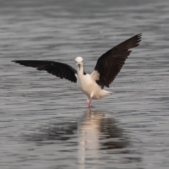 Himantopus leucocephalus (Pied Stilt) at Barton, ACT - 28 Dec 2019 by rawshorty