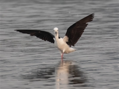 Himantopus leucocephalus (Pied Stilt) at Barton, ACT - 28 Dec 2019 by rawshorty