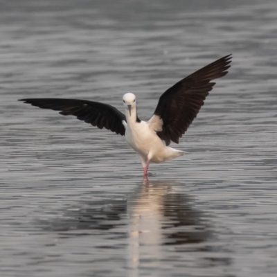 Himantopus leucocephalus (Pied Stilt) at Barton, ACT - 28 Dec 2019 by rawshorty