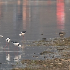 Himantopus leucocephalus at Barton, ACT - 29 Dec 2019 07:45 AM