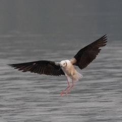 Himantopus leucocephalus at Barton, ACT - 29 Dec 2019