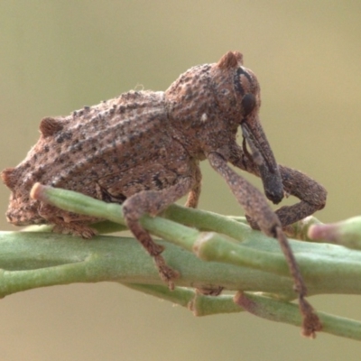 Orthorhinus cylindrirostris (Elephant Weevil) at Palmerston, ACT - 30 Dec 2019 by Lomandra