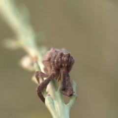 Orthorhinus cylindrirostris at Palmerston, ACT - 30 Dec 2019