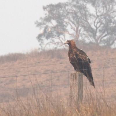 Aquila audax (Wedge-tailed Eagle) at Gungaderra Grasslands - 29 Dec 2019 by Lomandra