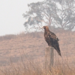 Aquila audax (Wedge-tailed Eagle) at Gungaderra Grasslands - 29 Dec 2019 by Lomandra