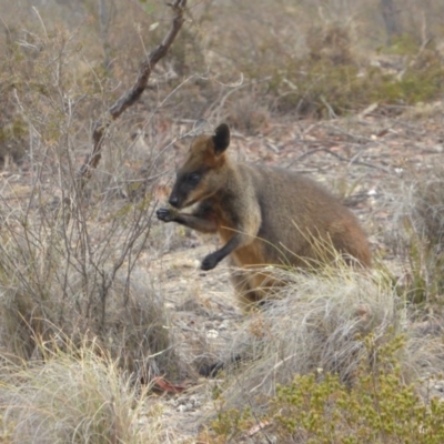Wallabia bicolor (Swamp Wallaby) at Rugosa - 24 Dec 2019 by SenexRugosus