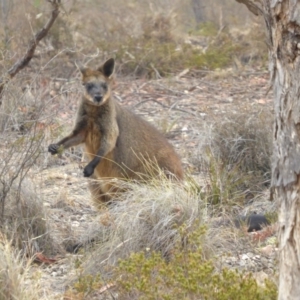 Wallabia bicolor at Yass River, NSW - 24 Dec 2019 04:47 PM