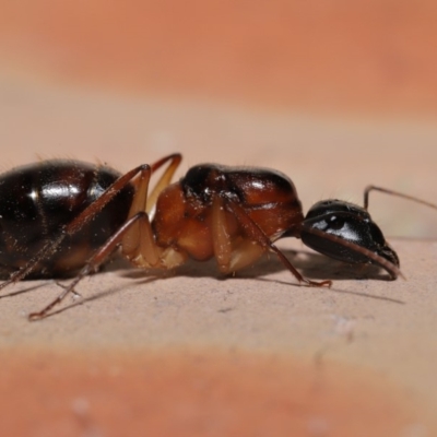 Camponotus sp. (genus) (A sugar ant) at Evatt, ACT - 26 Dec 2019 by TimL