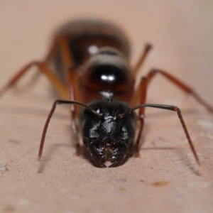 Camponotus nigriceps at Evatt, ACT - 26 Dec 2019 07:43 PM