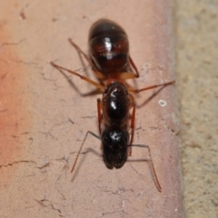 Camponotus sp. (genus) at Evatt, ACT - 26 Dec 2019