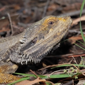 Pogona barbata at Acton, ACT - 27 Dec 2019