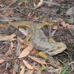 Pogona barbata at Acton, ACT - suppressed