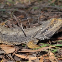 Pogona barbata at Acton, ACT - 27 Dec 2019