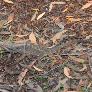 Pogona barbata at Acton, ACT - suppressed