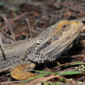 Pogona barbata at Acton, ACT - 27 Dec 2019