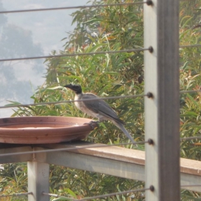 Philemon corniculatus (Noisy Friarbird) at Rugosa - 29 Dec 2019 by SenexRugosus