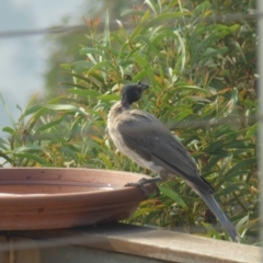 Philemon corniculatus at Yass River, NSW - 30 Dec 2019