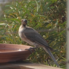 Philemon corniculatus at Yass River, NSW - 30 Dec 2019