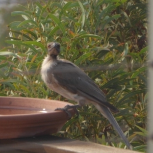 Philemon corniculatus at Yass River, NSW - 30 Dec 2019