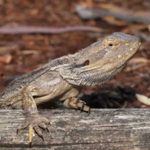 Pogona barbata at Acton, ACT - 27 Dec 2019