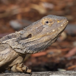 Pogona barbata at Acton, ACT - 27 Dec 2019