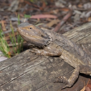 Pogona barbata at Acton, ACT - 27 Dec 2019