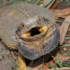 Pogona barbata at Hackett, ACT - 27 Dec 2019