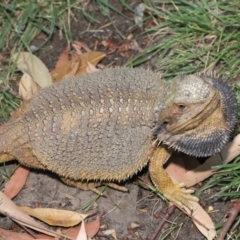 Pogona barbata at Hackett, ACT - 27 Dec 2019