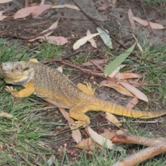 Pogona barbata at Hackett, ACT - 27 Dec 2019