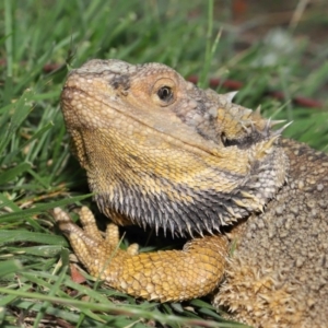 Pogona barbata at Hackett, ACT - 27 Dec 2019