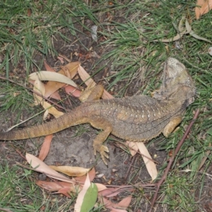 Pogona barbata at Hackett, ACT - 27 Dec 2019