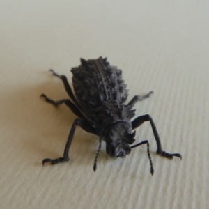 Acantholophus echinatus at Yass River, NSW - 28 Dec 2019