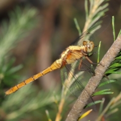 Orthetrum villosovittatum (Fiery Skimmer) at Acton, ACT - 27 Dec 2019 by TimL