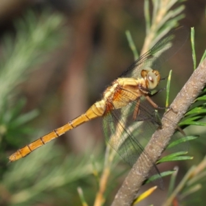 Orthetrum villosovittatum at Acton, ACT - 27 Dec 2019 12:05 PM