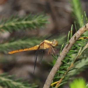 Orthetrum villosovittatum at Acton, ACT - 27 Dec 2019 12:05 PM