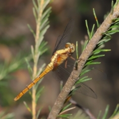 Orthetrum villosovittatum at Acton, ACT - 27 Dec 2019 12:05 PM