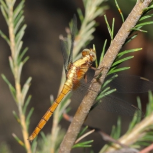 Orthetrum villosovittatum at Acton, ACT - 27 Dec 2019 12:05 PM